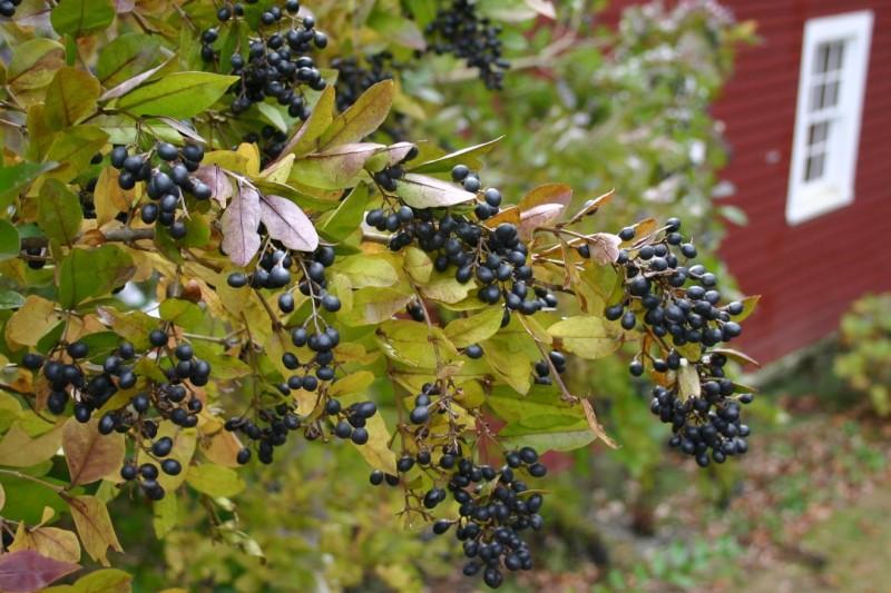 Numerous clusters of blue-black berries causing branch tips to droop on a California privet in autumn.
