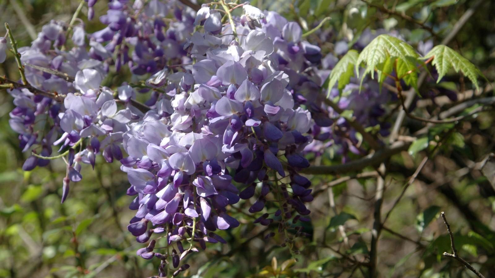 Chinese and Japanese Wisteria | University of Maryland Extension