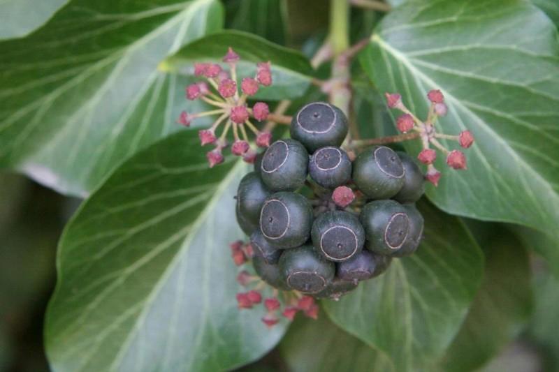 Cluster of blue-black berries on mature English ivy growth.