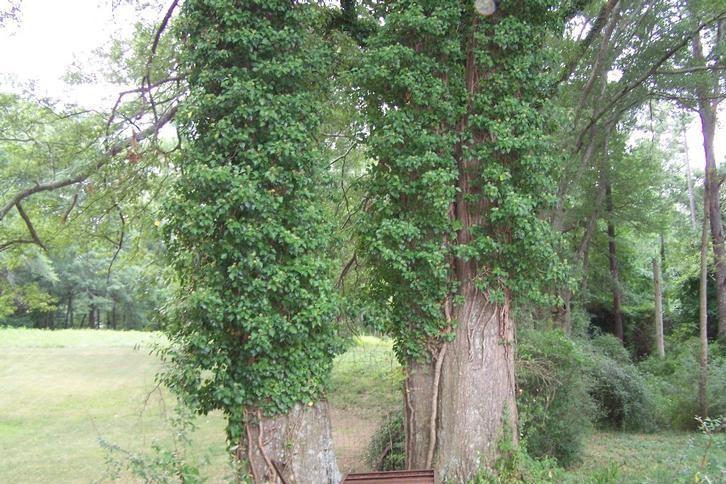 Tree trunks covered in mature English ivy have a bushy appearance.