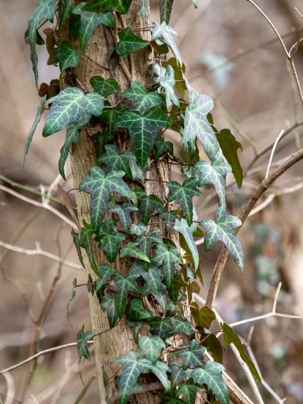 Lobed juvenile foliage on young English ivy stems.