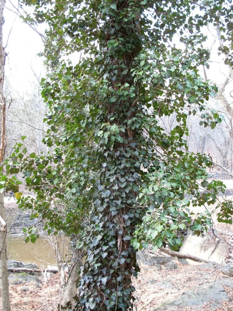 Tree trunk smothered in clinging and branching English ivy growth.