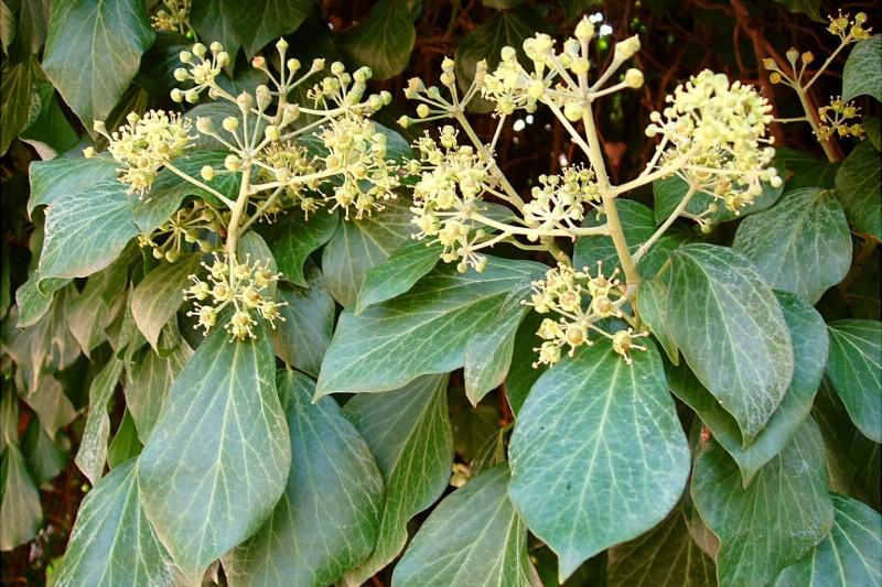 Greenish yellow flower clusters on a mature English ivy branch.