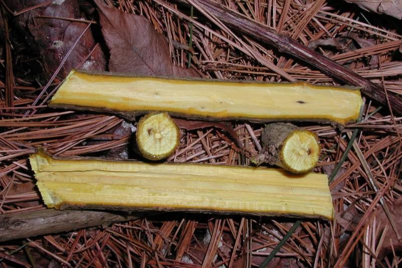 Yellow-colored wood revealed in a cross-section of a Japanese barberry stem.