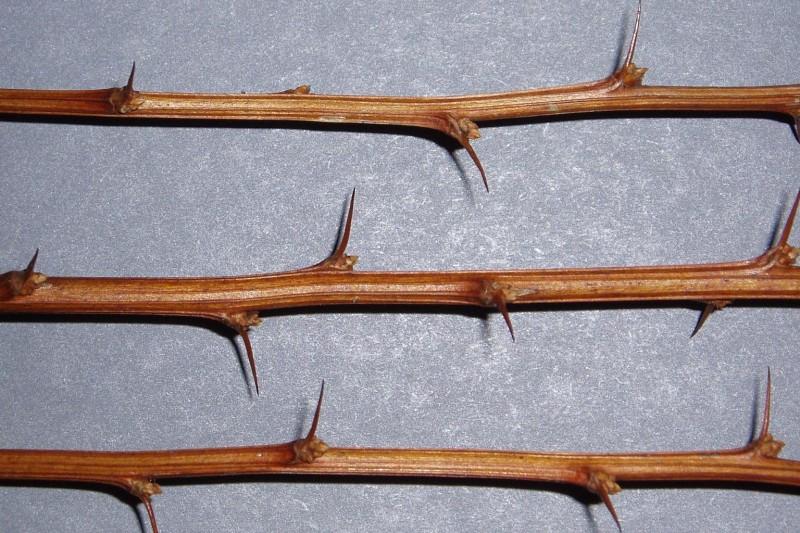 Thorns are slender but prominent on leafless Japanese barberry stems.