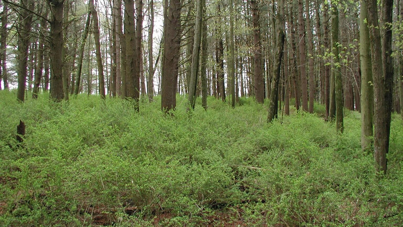 Forest understory filled with green-leaved Japanese barberry shrubs.