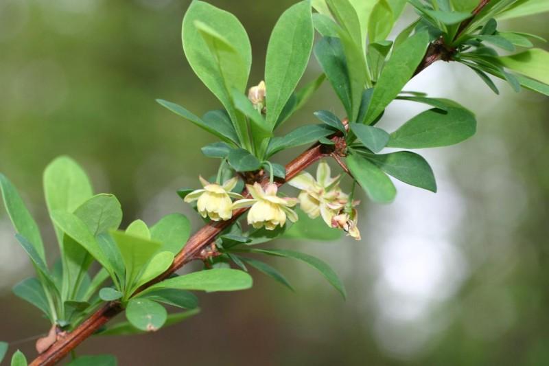 Cluster of pale yellow hanging flowers on a Japanese barberry branch.
