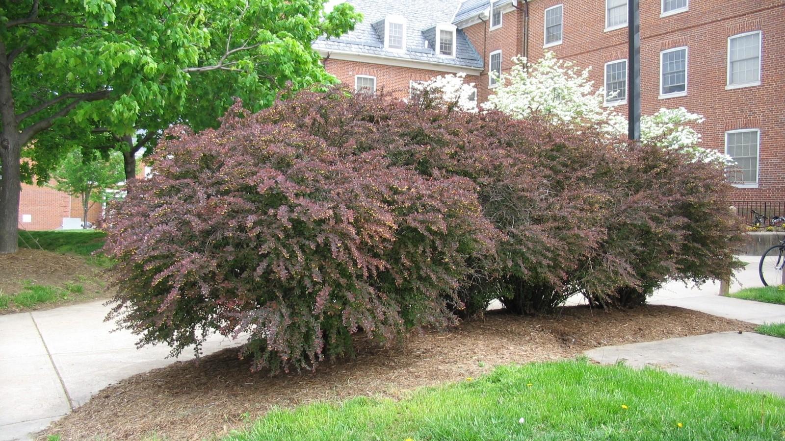 Tall unpruned hedge of red-leaved Japanese barberry.