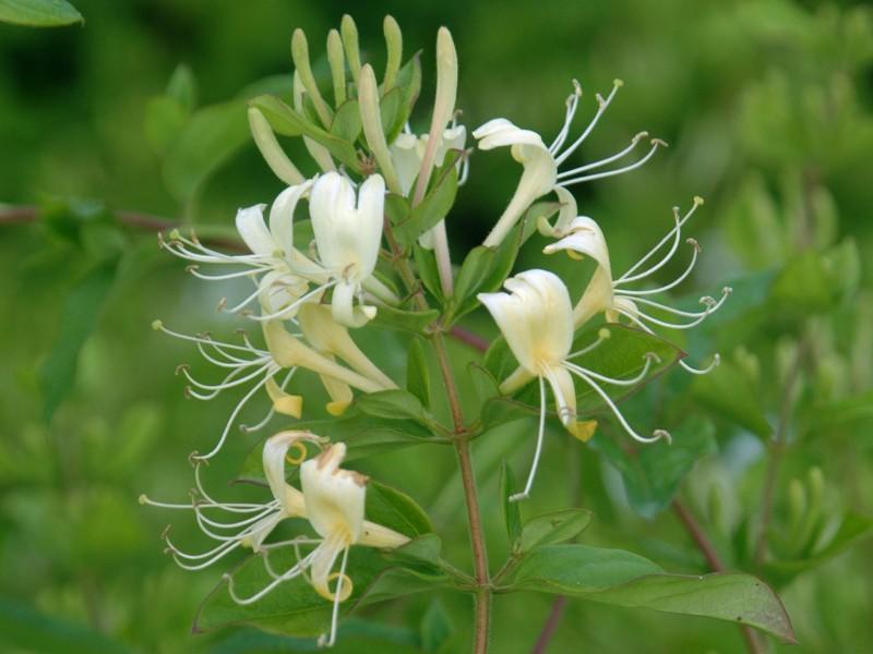 Flared white and yellow blooms on a Japanese honeysuckle branch tip.