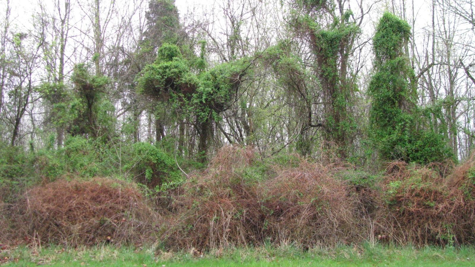 Dormant trees draped by dense Japanese honeysuckle growth in the canopy.