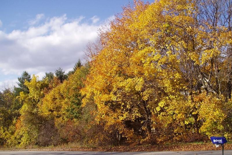 Golden yellow autumn foliage on Norway maple trees growing on the edge of a forest.