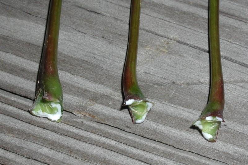 White sap oozing from the stem (petiole) of plucked Norway maple leaves.