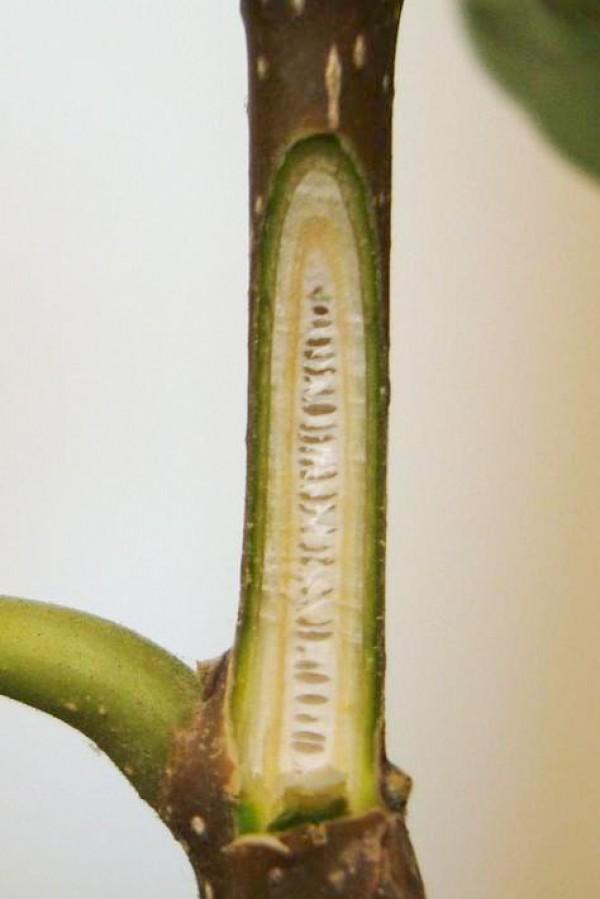 Hollow divisions (chambers) in princess tree twig pith revealed in cross-section.