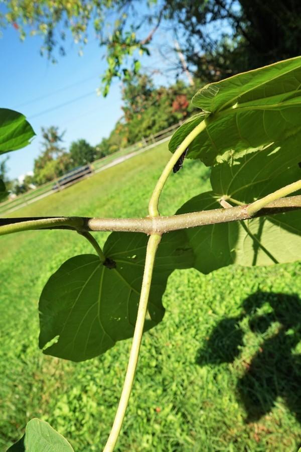 Leaf stalks attach to the stem directly opposite each other on princess tree branches.