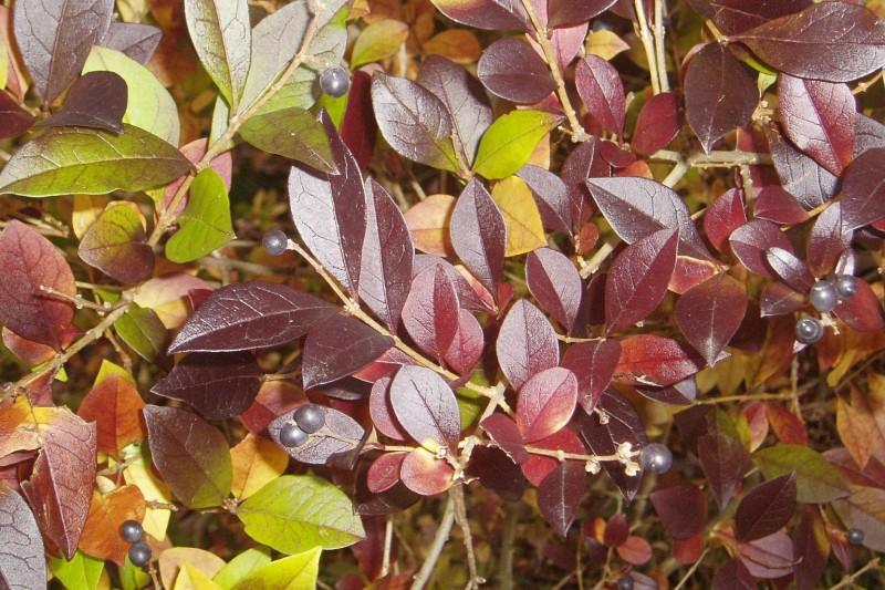 Deciduous privet foliage turning reddish-plum and yellow in autumn.