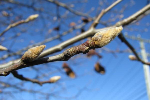 Prominent, pointed, fuzzy flower buds in winter on callery pear twigs.