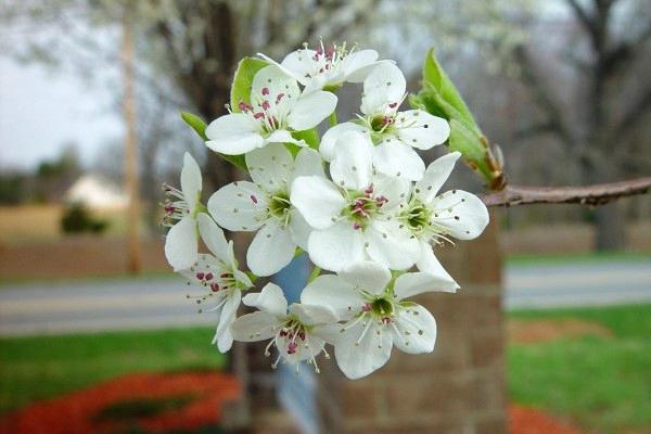 Cluster of white five-petaled flowers on a twig with leaves just beginning to emerge.