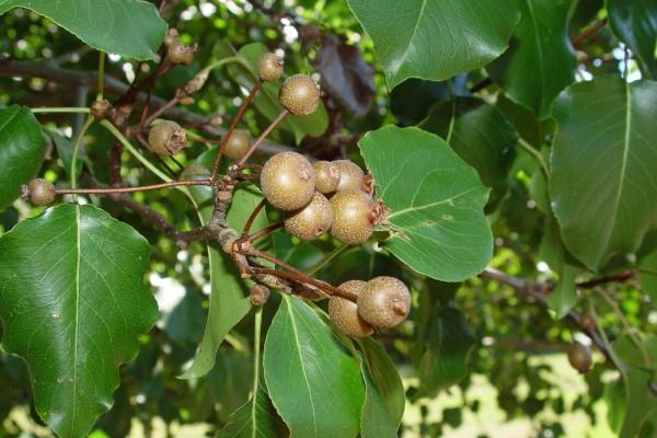 Clusters of small, stalked, round, bronze-colored fruits on leafy twigs.