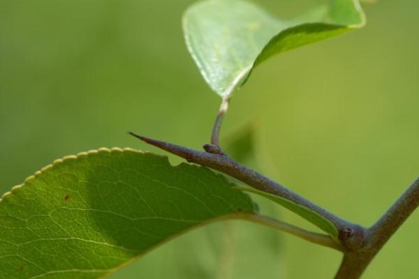 Sharp, tapering thorn at the end of a branch spur on callery pear.