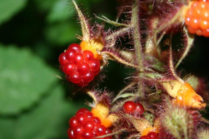 Glossy red raspberry-like fruits on wineberry.