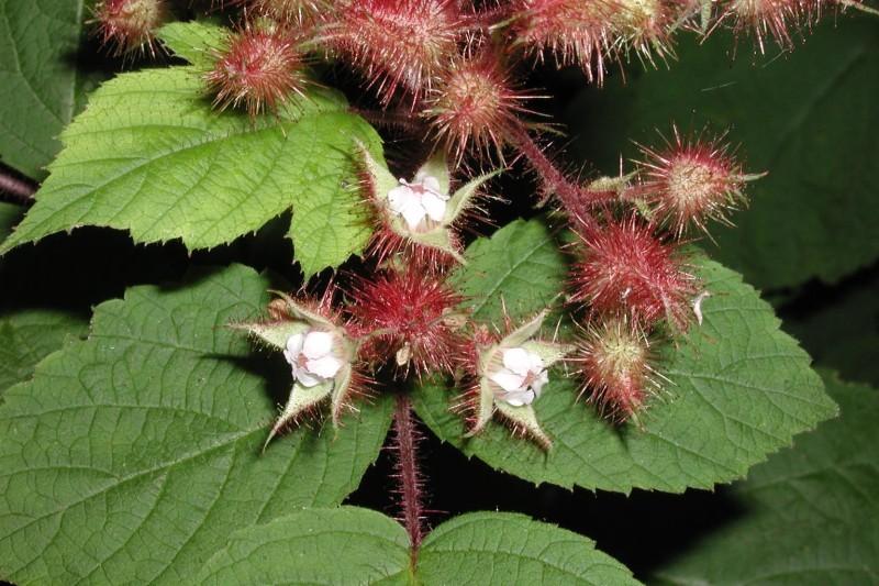 Small white flower nestled within a star-shaped enclosure covered in dense red bristles.