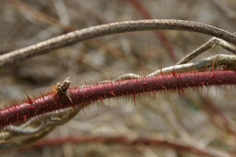 Wineberry stem densely covered in wine-red hairs and prickles.