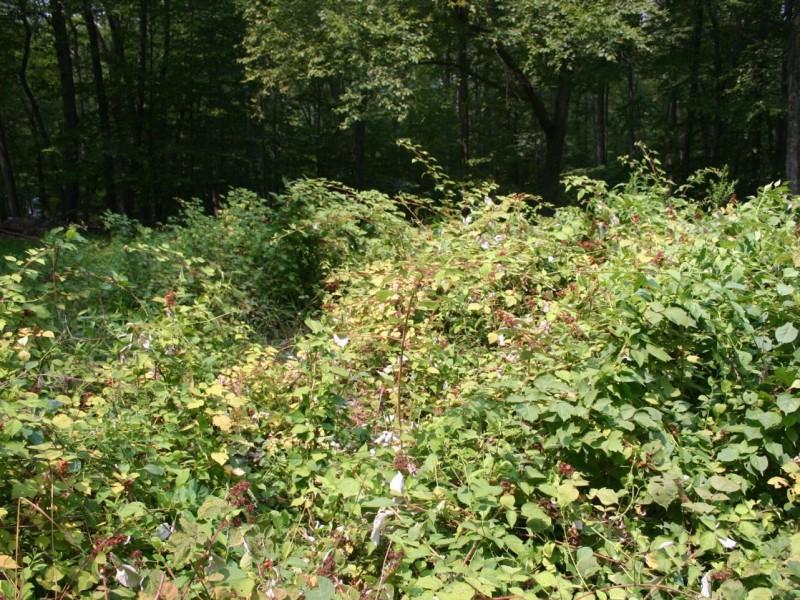 Thicket of wineberry taking over woodland edge habitat.
