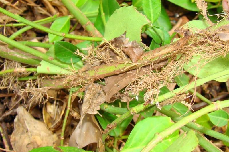 Adventitious roots growing along a winter creeper stem.