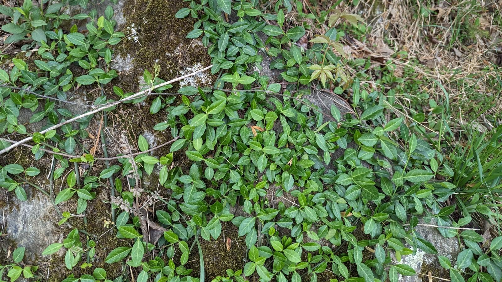 Winter Creeper | University of Maryland Extension