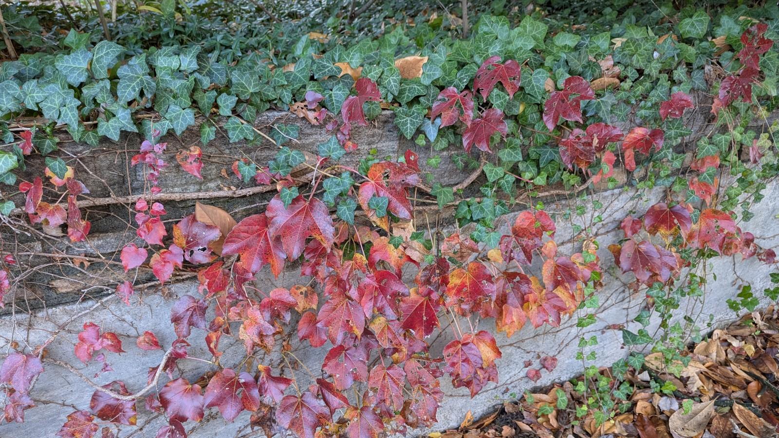 Autumn comparison of red-leaved Boston ivy growing next to evergreen English ivy.