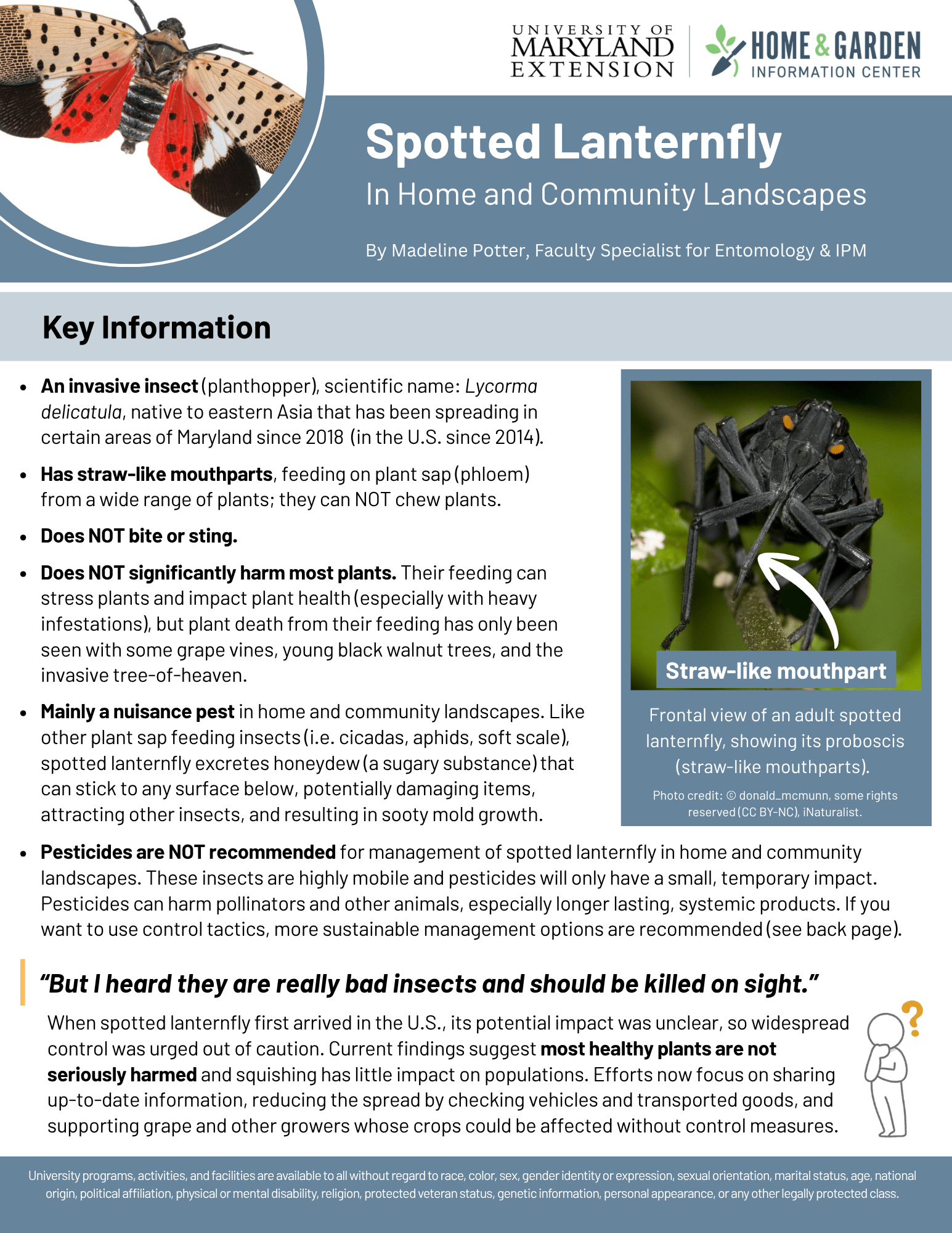 An image of page one of the spotted lanternfly handout.