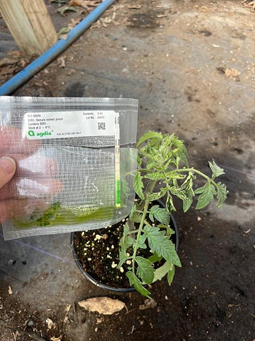 A young tomato plant grows in a pot on a dirt floor. A hand holds a clear agdia testing pouch containing a tissue sample beside it.