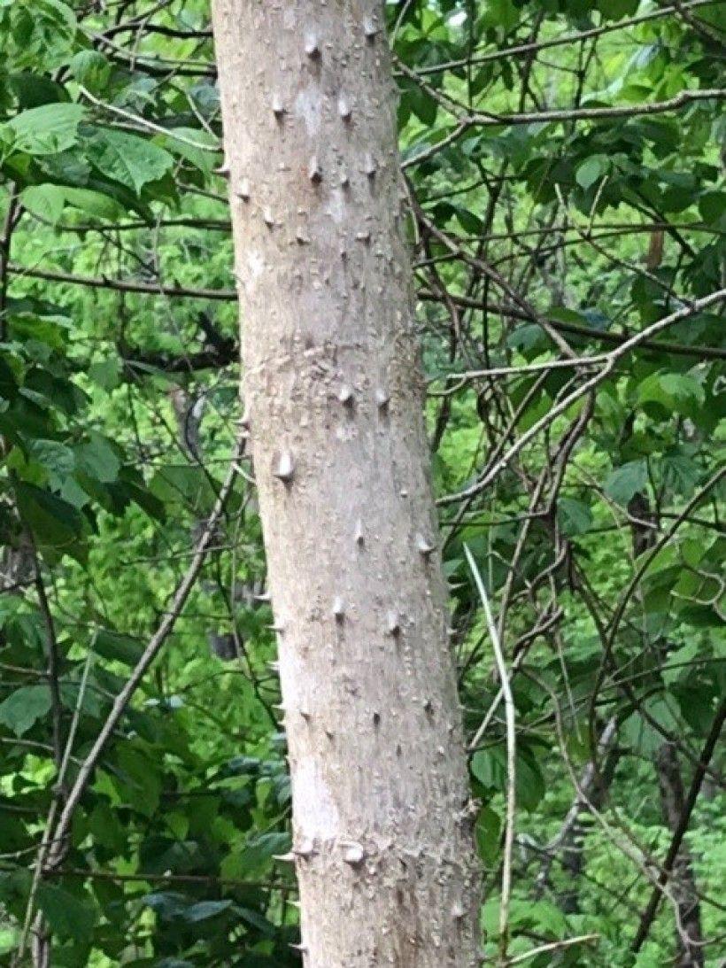 Japanese angelica tree stem with spines. Photo by Evan Hunt, The Brandywine  Conservancy. 