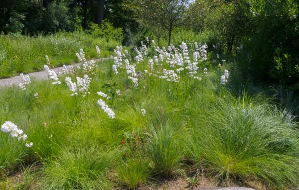 A meadow-like planting of long grass interspersed with flowering Penstemon in a sunny area next to a walkway.