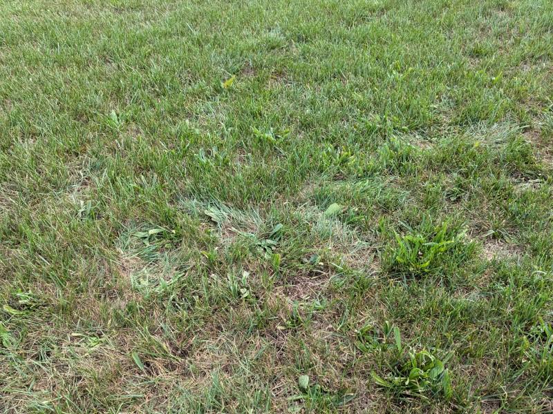 Footprints in a drought-stressed lawn, detectable by the duller-colored, flattened grass blades where someone stepped.