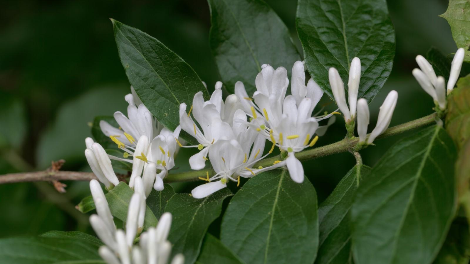White flowers lining an amur honeysuckle branch.