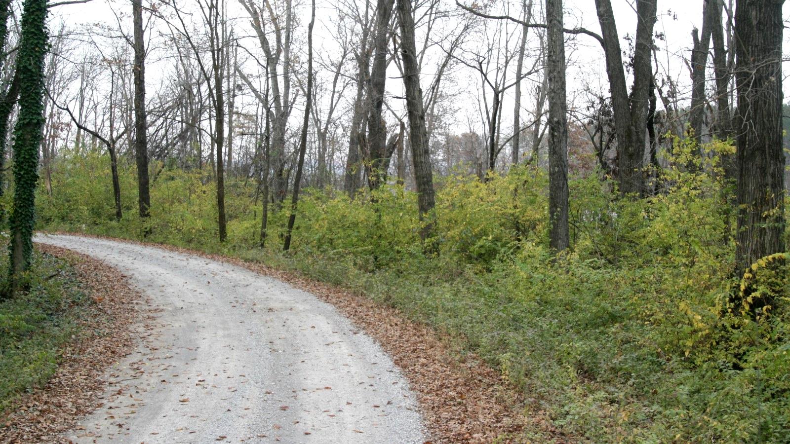 Prolific amur honeysuckle understory growth along an unpaved road in a forest.
