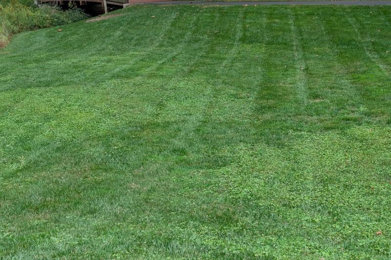 Patches of ground ivy in a lawn distinguished by its lighter color and denser growth.