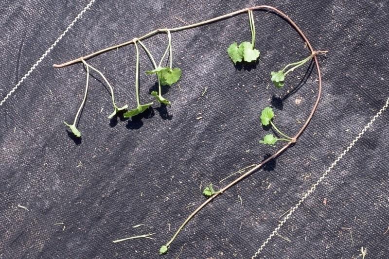 Ground ivy runner pulled up and laid on landscape fabric.