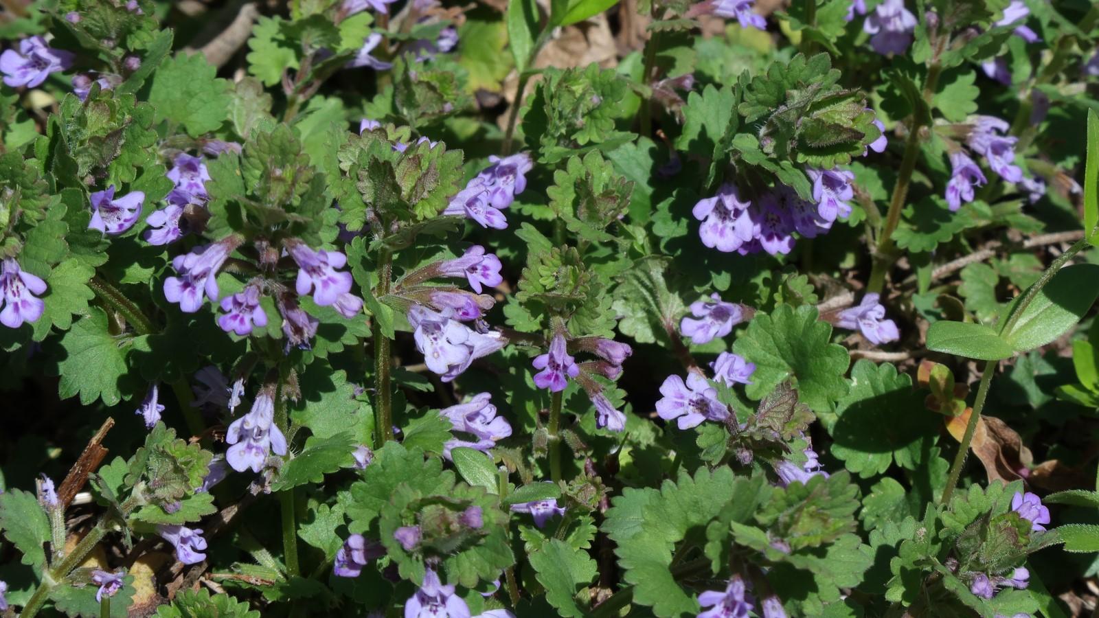 Blue-purple flowers scattered on short upright stems of creeping Ground Ivy.