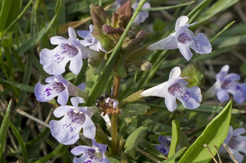 Pale lavender purple ground ivy flowers.