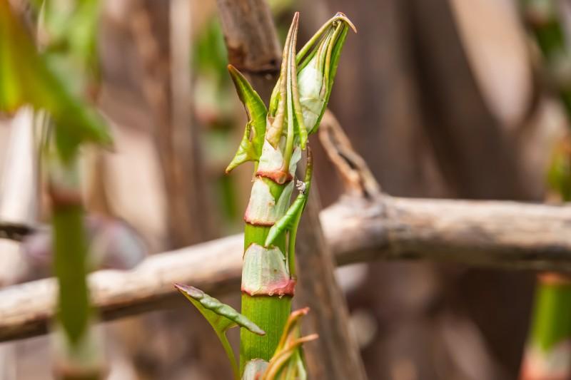 Newly-emerged Japanese knotweed stem with expanding leaves and prominent pale sheaths around each joint.