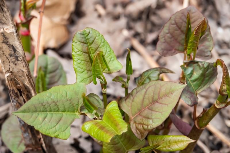 Emerging Japanese knotweed stems with expanding leaves that are purplish-green in color.