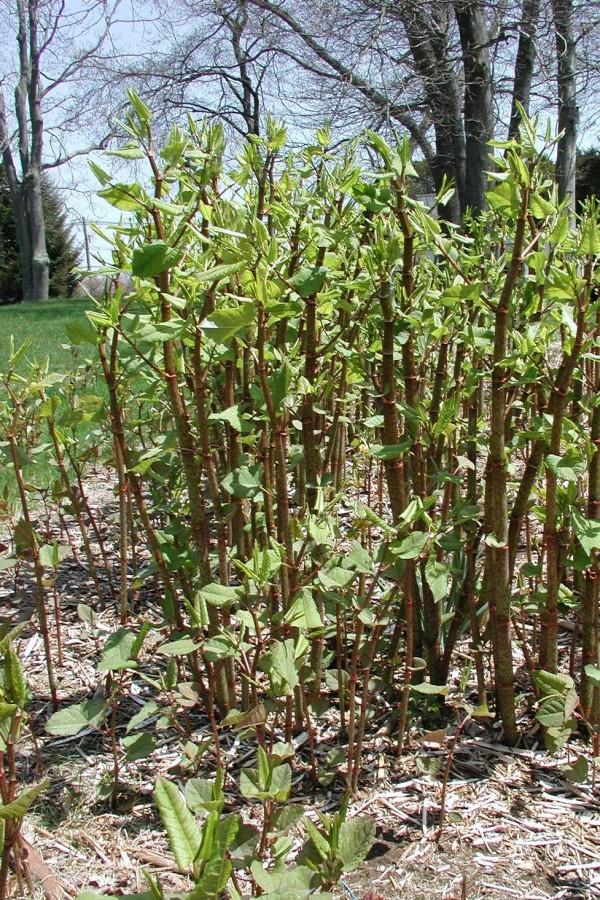 Dense cluster of emerging Japanese knotweed stems.
