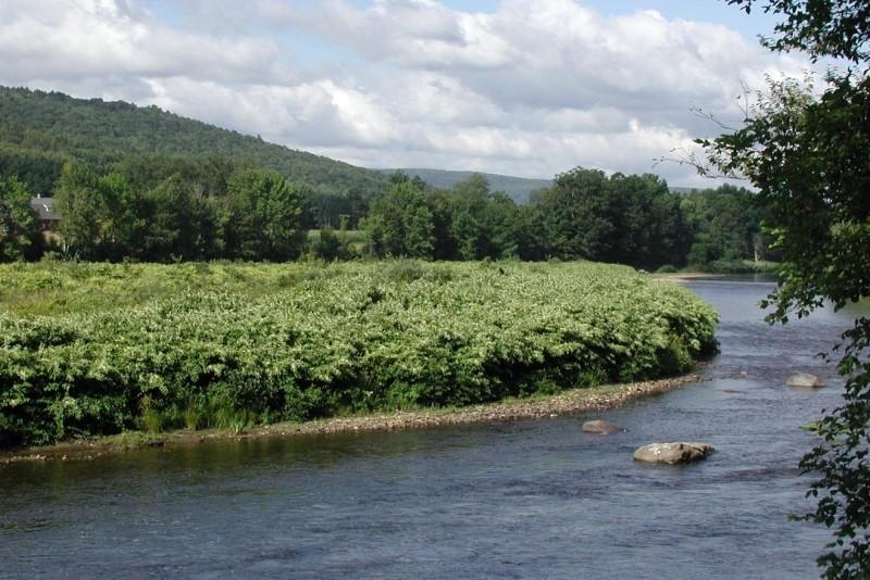Expansive colonies of Japanese knotweed taking over a wide, flat riverbank.