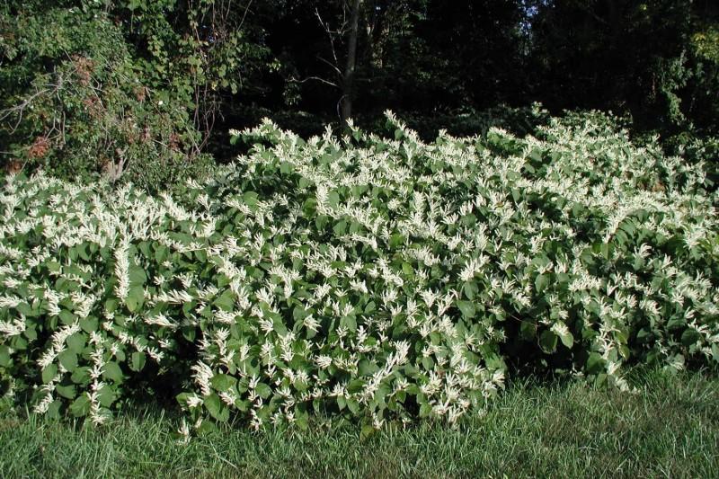 Broad growth habit of Japanese knotweed with arching branches that are lined with flowers when in bloom.