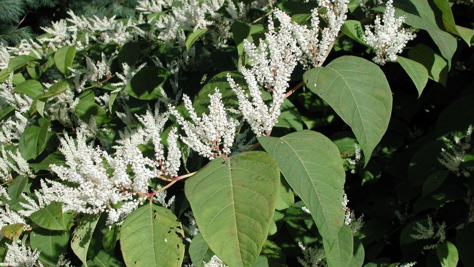 Upright clusters of tiny white flowers on stems of Japanese knotweed.