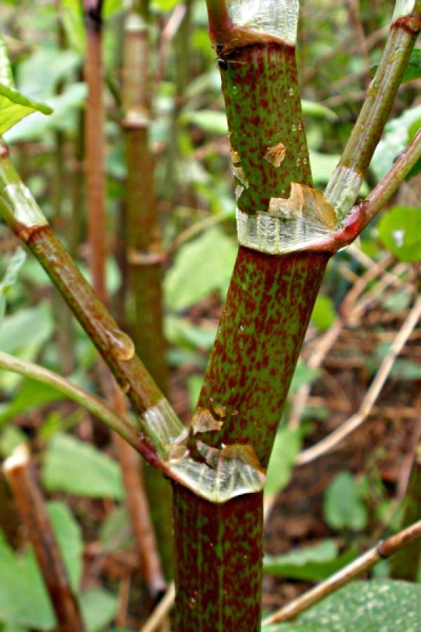 Zig-zag shape of a Japanese knotweed stem, which also has many fine purple spots.
