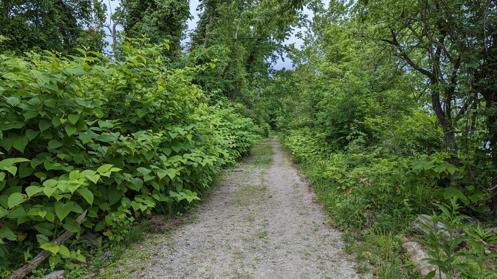 Large clumps of Japanese knotweed taking over a forest understory along a gravel road.