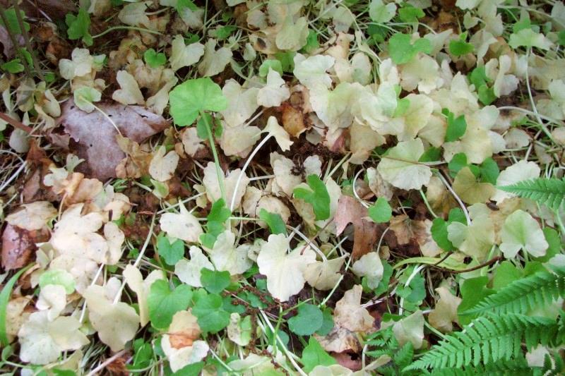 Lesser celandine foliage turns pale yellow as the plant goes dormant.